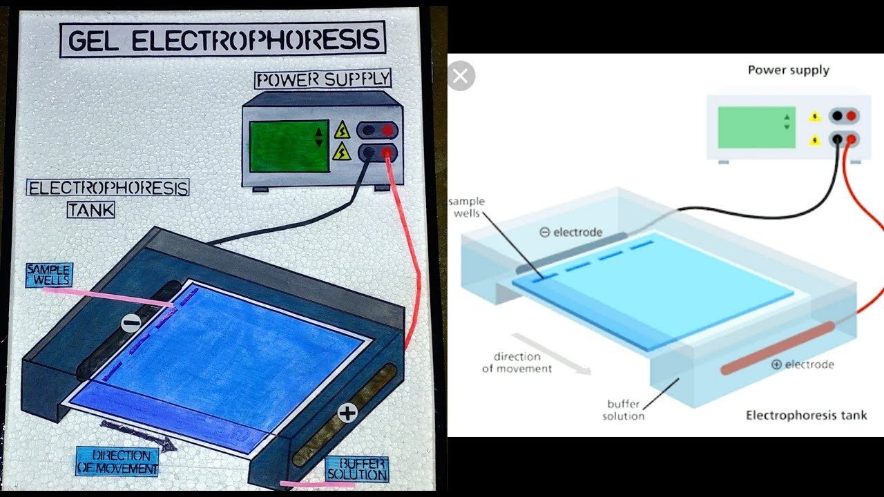 Figure 1: Working Model Setup, Scientific Diagram & Project Prototype for Electrophoresis Working Model Chemistry