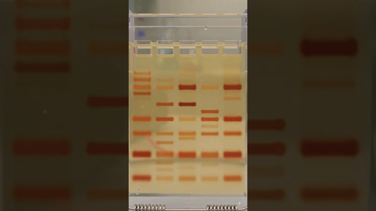 Figure 3: Working Model Setup, Scientific Diagram & Project Prototype for Electrophoresis Working Model Chemistry