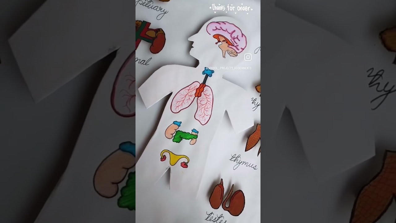 Figure 1: Working Model Setup, Scientific Diagram & Project Prototype for Endocrine Glands Human Silhouette LED Hormone Pathway