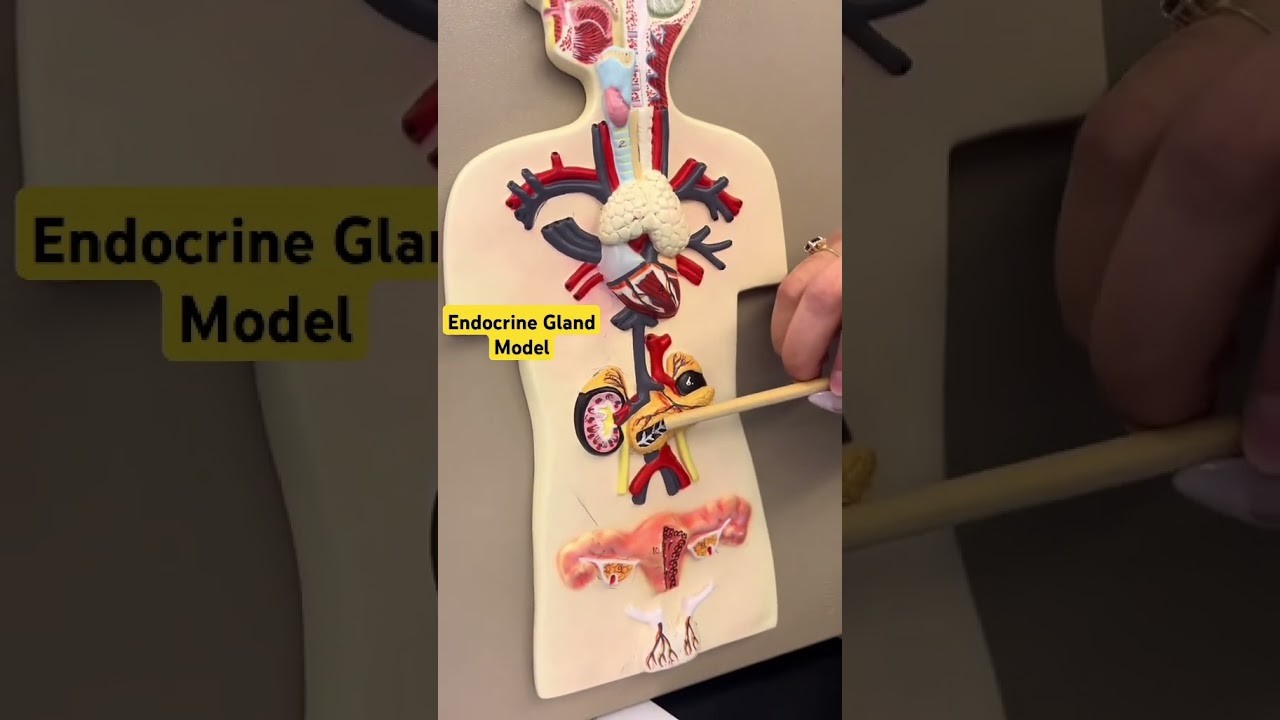 Figure 3: Working Model Setup, Scientific Diagram & Project Prototype for Endocrine Glands Human Silhouette LED Hormone Pathway