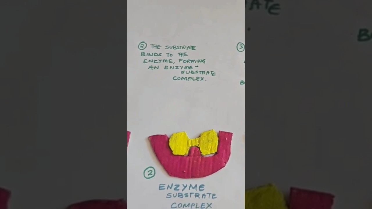 Figure 4: Working Model Setup, Scientific Diagram & Project Prototype for Enzyme Catalysis Working Model Biology