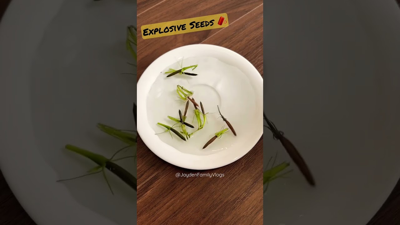 Figure 2: Working Model Setup, Scientific Diagram & Project Prototype for Explosive Seed Dispersal Balsam Pod Spring Release Model