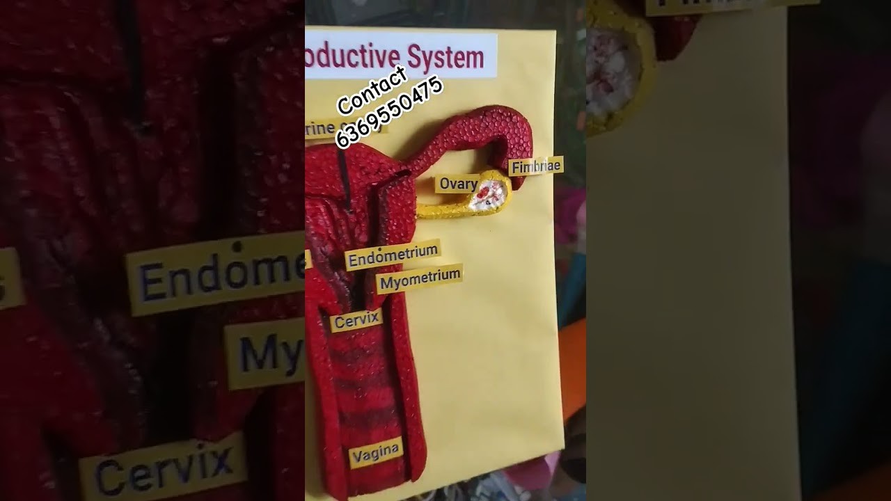 Figure 1: Working Model Setup, Scientific Diagram & Project Prototype for Female Reproductive System Working Model