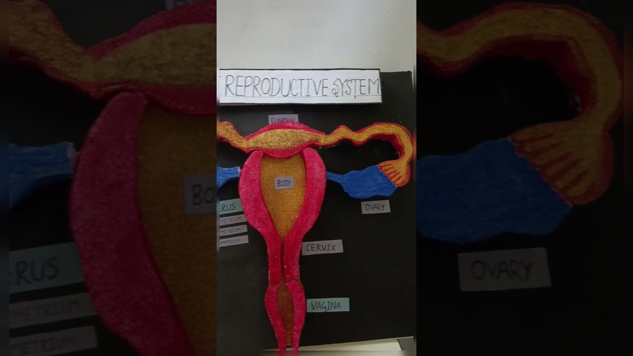 Figure 4: Working Model Setup, Scientific Diagram & Project Prototype for Female Reproductive System Working Model