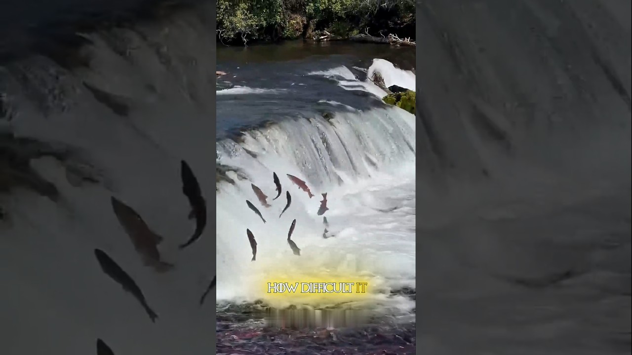 Figure 2: Working Model Setup, Scientific Diagram & Project Prototype for Fish Ladder Pool And Weir Migratory Dam Passage Model