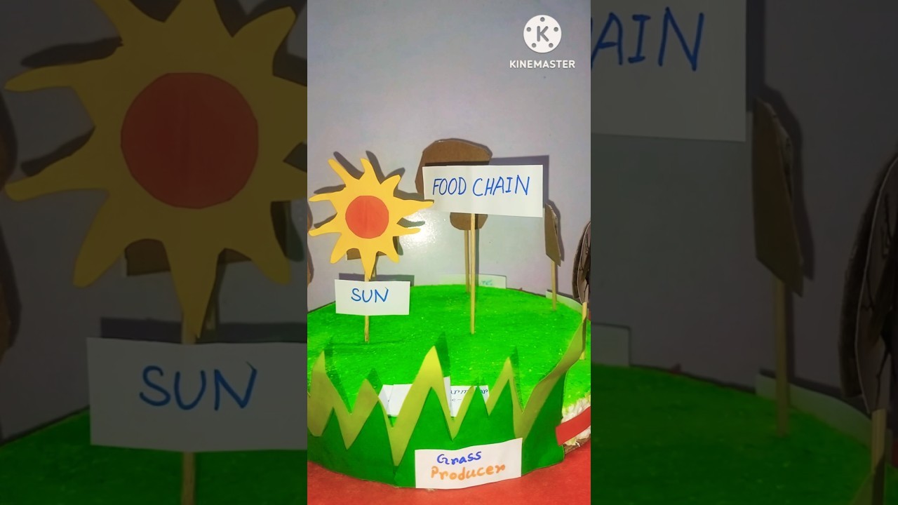 Figure 2: Working Model Setup, Scientific Diagram & Project Prototype for Food Chain Working Model Using Paper Cups