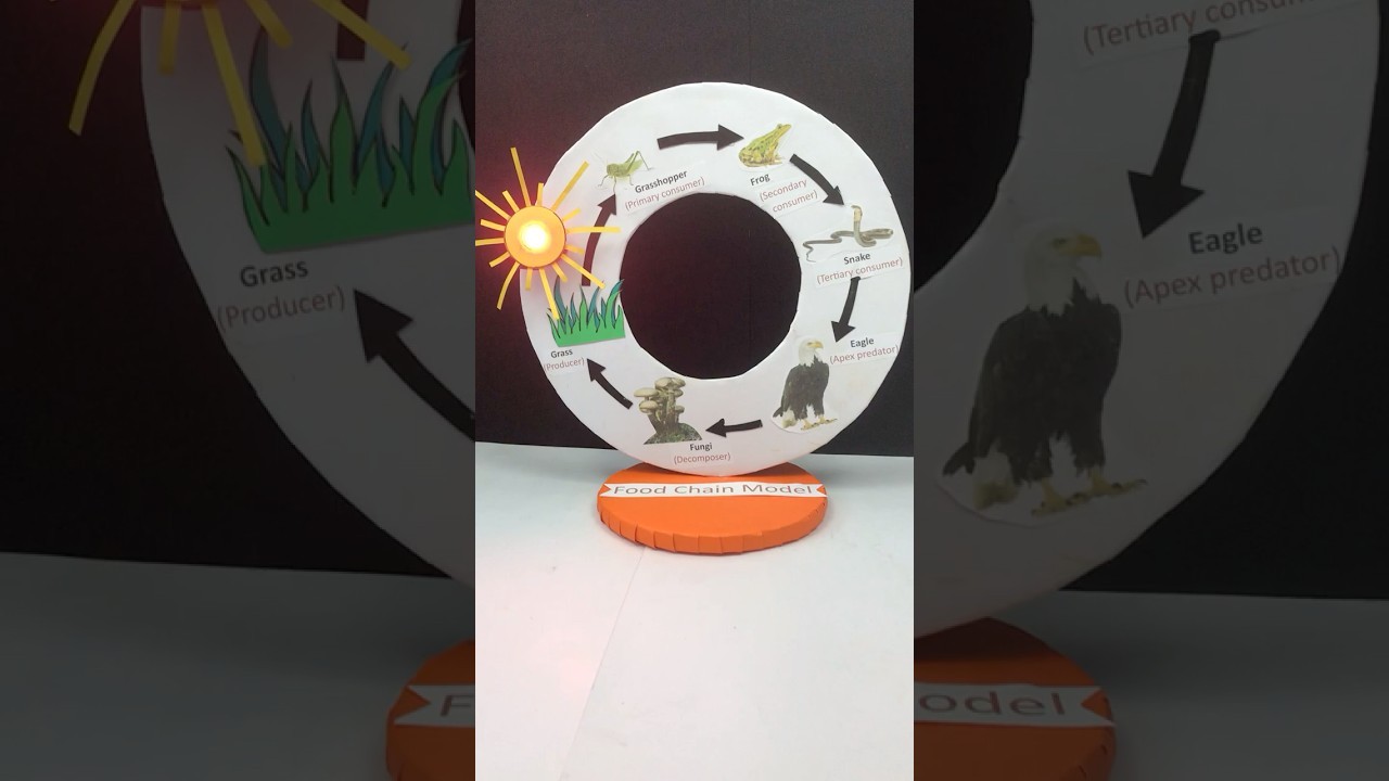 Figure 3: Working Model Setup, Scientific Diagram & Project Prototype for Food Chain Working Model Using Paper Cups