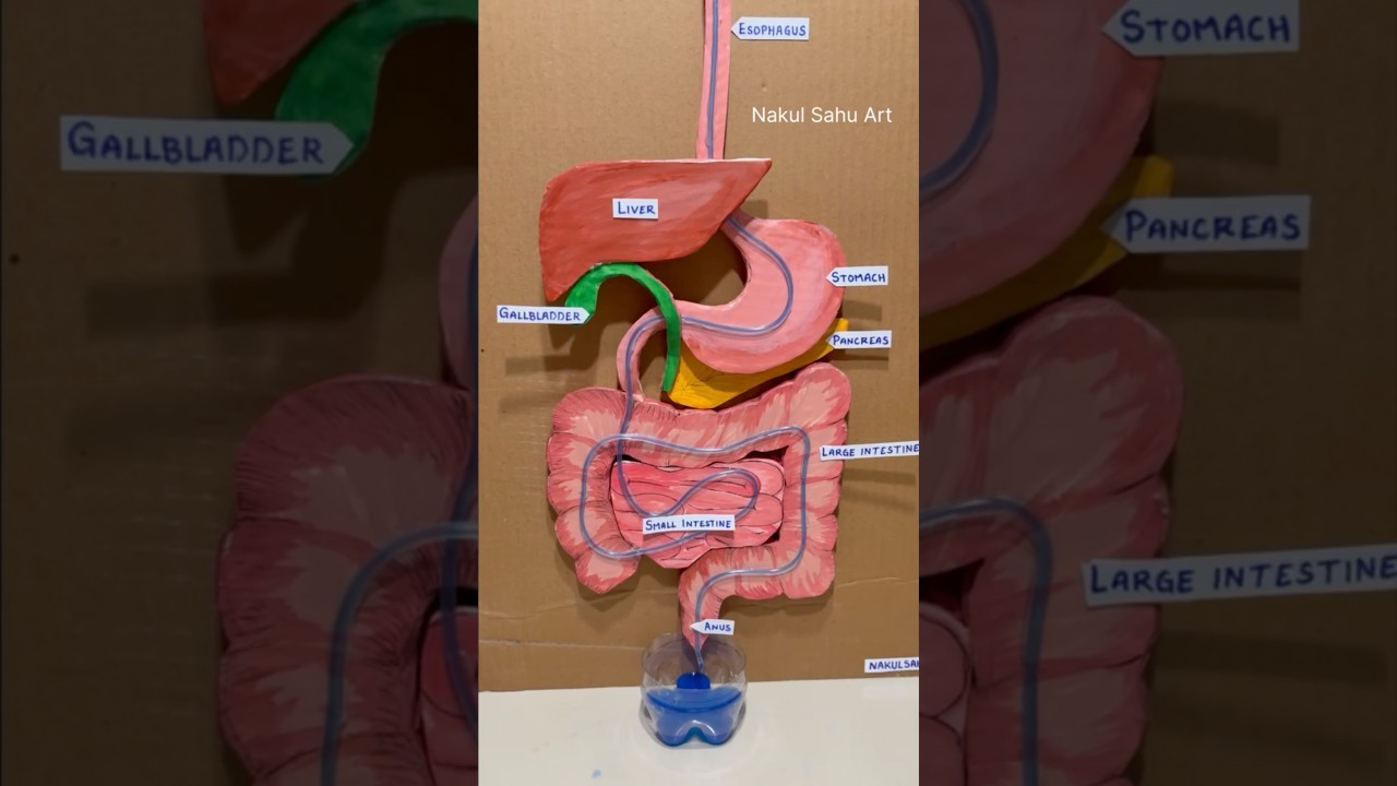 Figure 4: Working Model Setup, Scientific Diagram & Project Prototype for Gap Junction Plasmodesmata Intercellular Tunnel Model