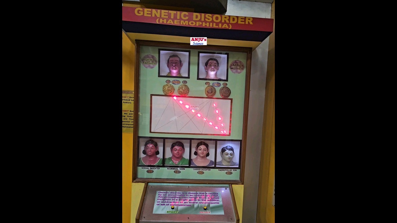 Figure 4: Working Model Setup, Scientific Diagram & Project Prototype for Haemophilia Royal Pedigree X Linked Recessive Board