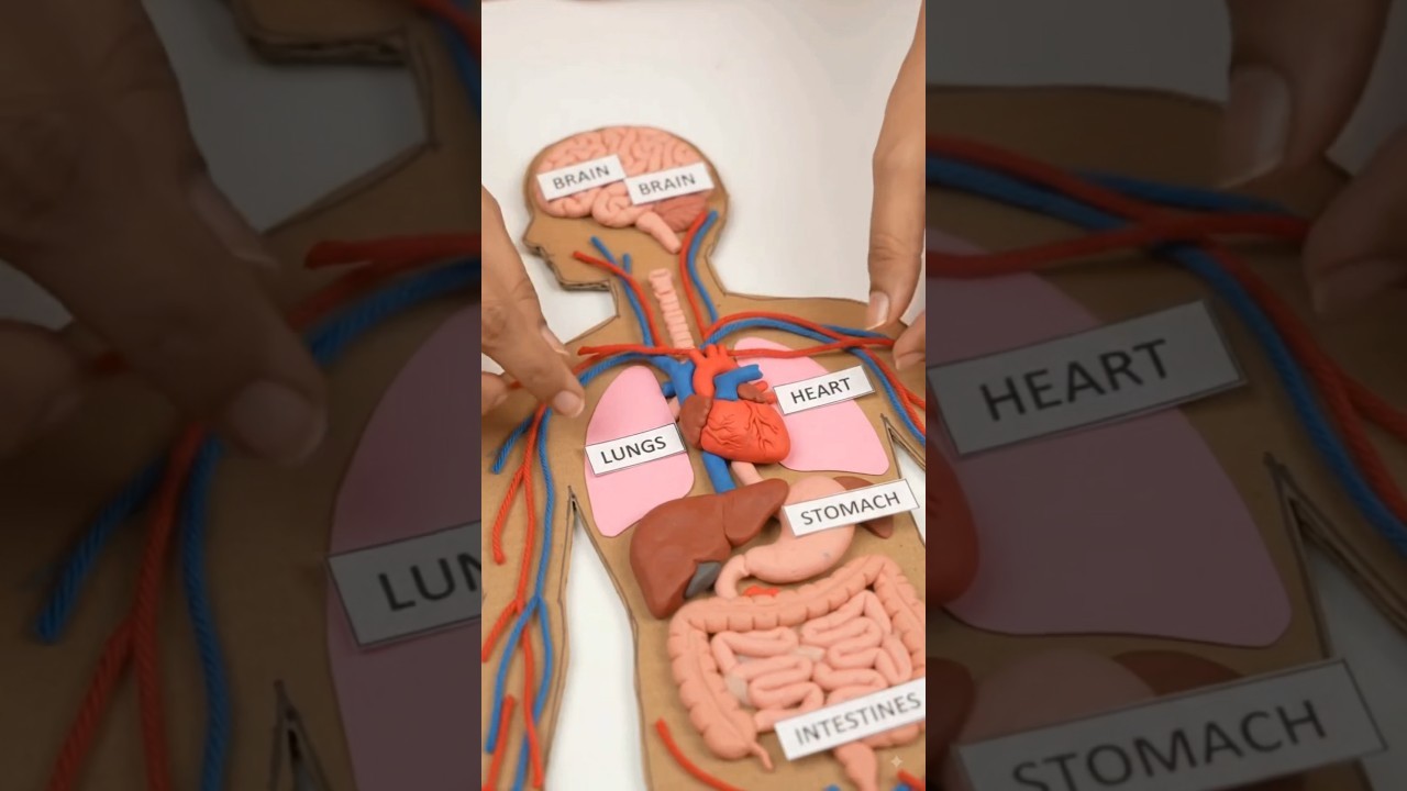 Figure 3: Working Model Setup, Scientific Diagram & Project Prototype for Homologous And Analogous Organs Working Display