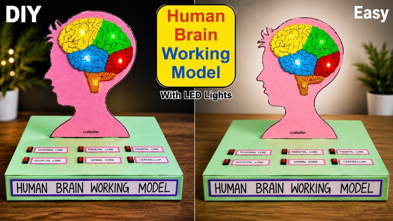 Figure 4: Working Model Setup, Scientific Diagram & Project Prototype for Human Brain 3D Working Model With LED Lights