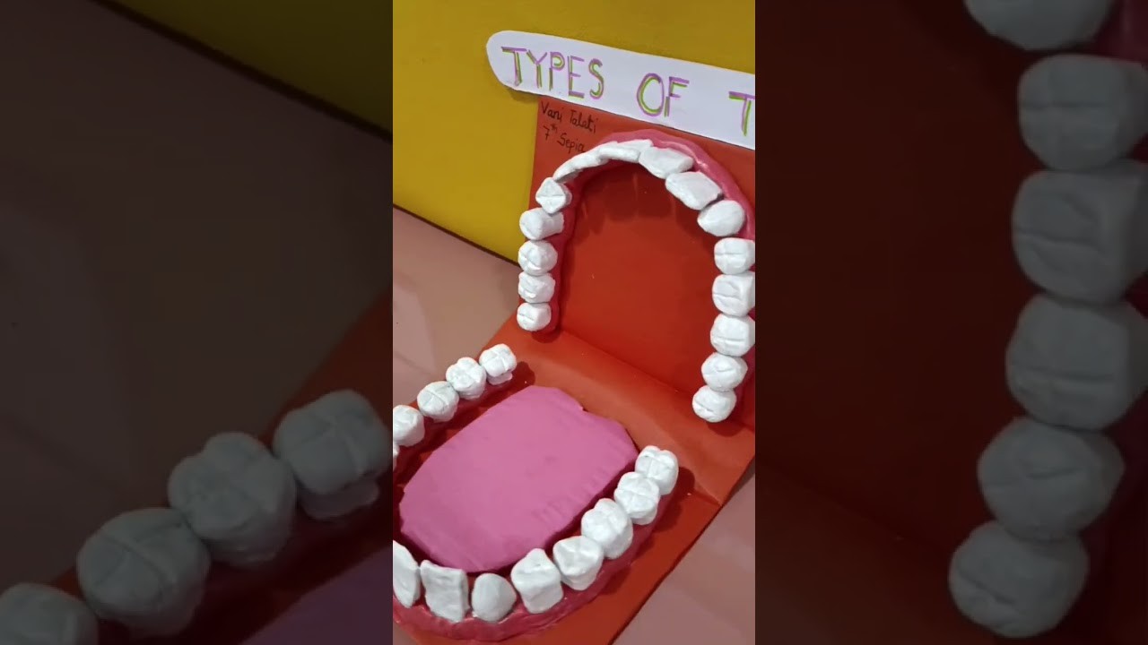Figure 2: Working Model Setup, Scientific Diagram & Project Prototype for Human Dental Arcade Incisor Canine Molar Chewing Model