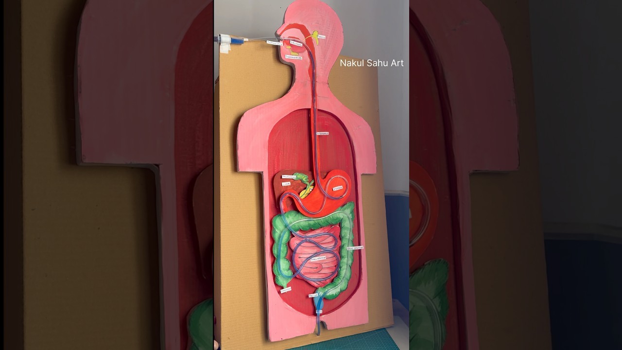 Figure 1: Working Model Setup, Scientific Diagram & Project Prototype for Human Digestive System Working Model