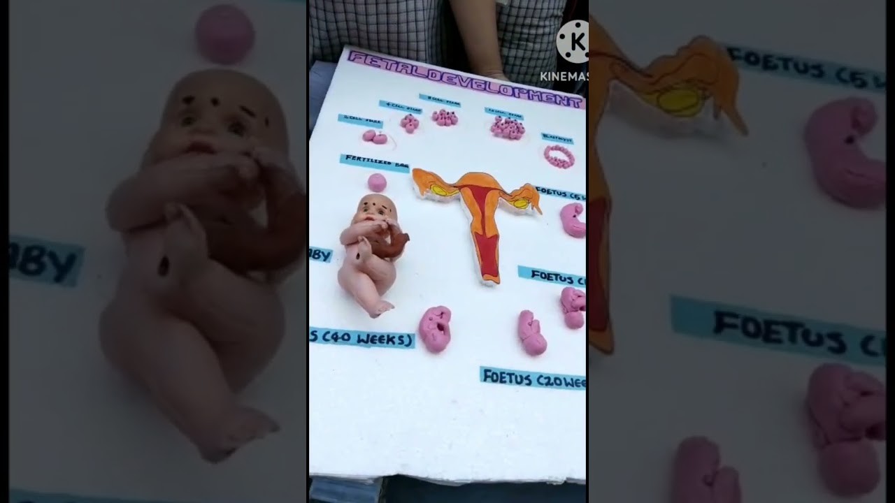 Figure 1: Working Model Setup, Scientific Diagram & Project Prototype for Human Embryo Development Working Model Stages