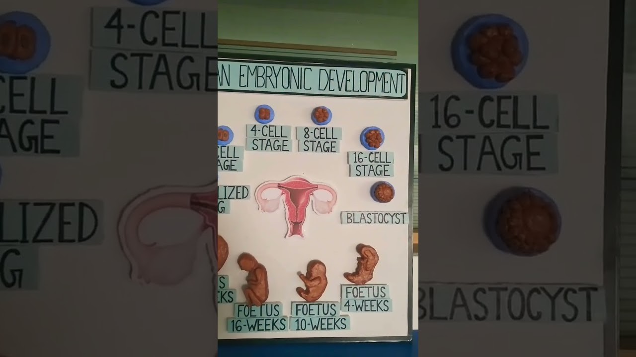 Figure 2: Working Model Setup, Scientific Diagram & Project Prototype for Human Embryo Development Working Model Stages