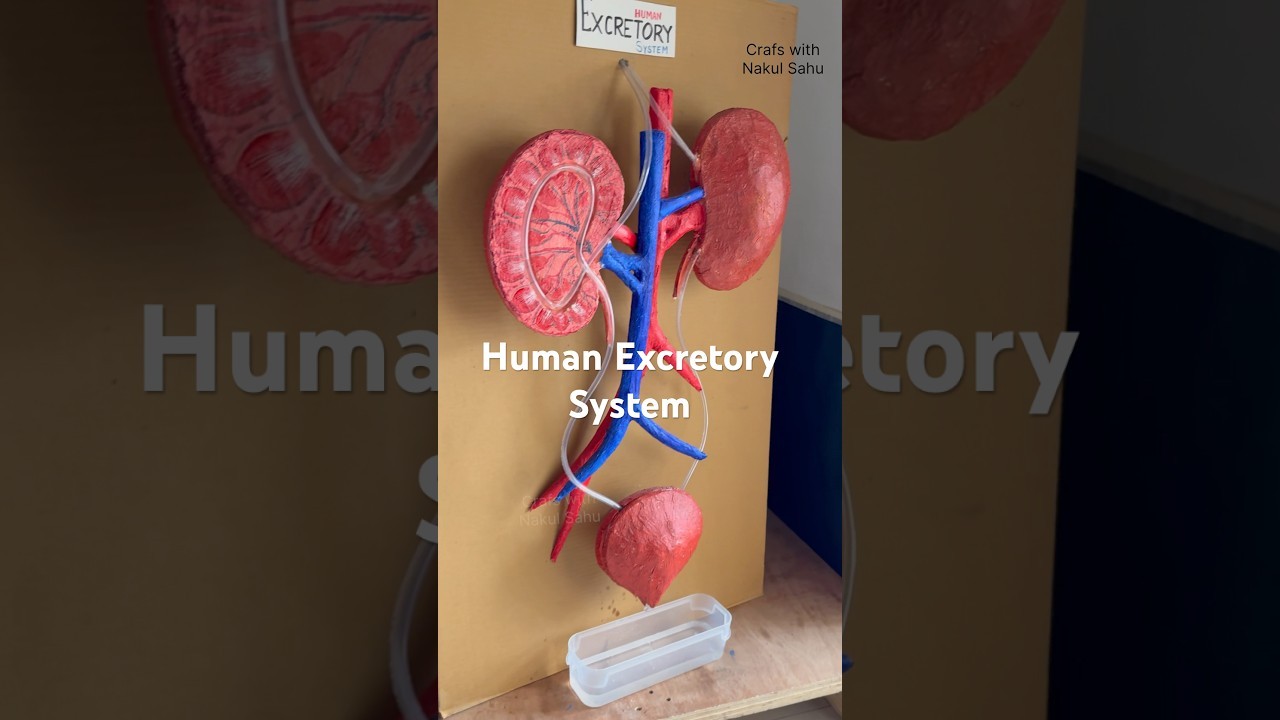 Figure 4: Working Model Setup, Scientific Diagram & Project Prototype for Human Excretory System Working Model With Water Pumping
