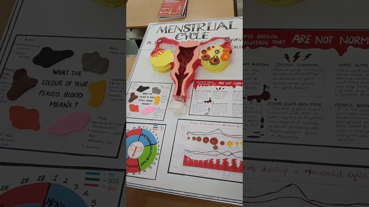 Figure 4: Working Model Setup, Scientific Diagram & Project Prototype for Human Ovary Folliculogenesis Corpus Luteum Stages Model