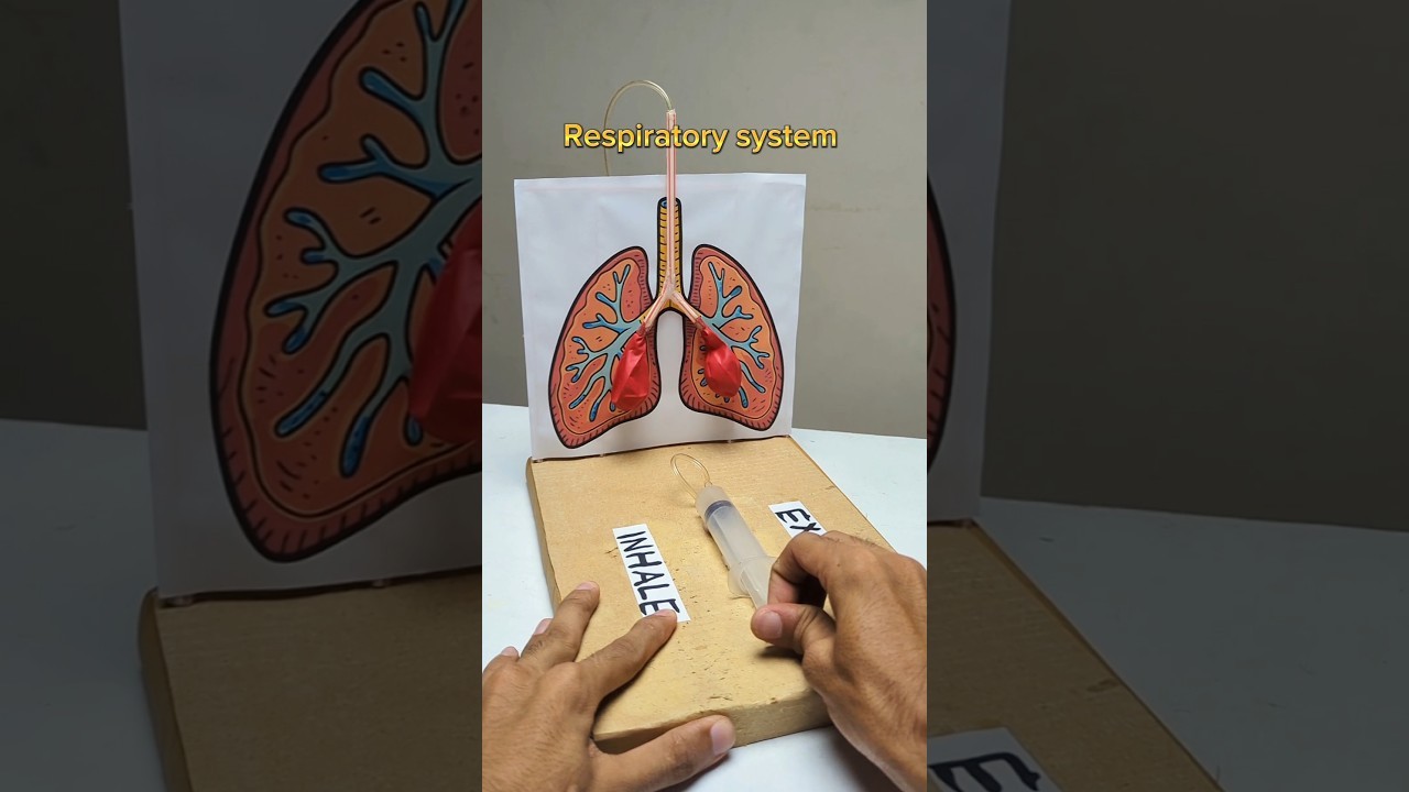 Figure 1: Working Model Setup, Scientific Diagram & Project Prototype for Human Respiratory System Working Model