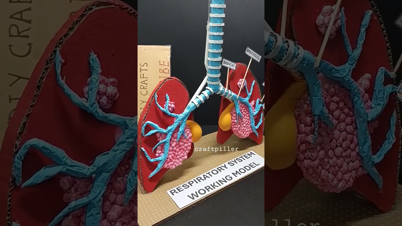 Figure 2: Working Model Setup, Scientific Diagram & Project Prototype for Human Respiratory System Working Model