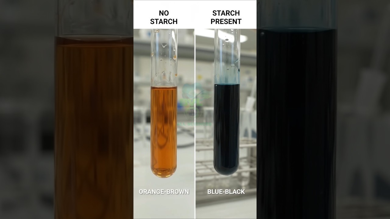 Figure 3: Working Model Setup, Scientific Diagram & Project Prototype for Iodine Test Amylose Starch Helical Inclusion Model