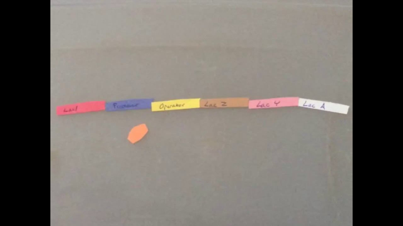 Figure 1: Working Model Setup, Scientific Diagram & Project Prototype for Lac Operon Model Working Mechanism