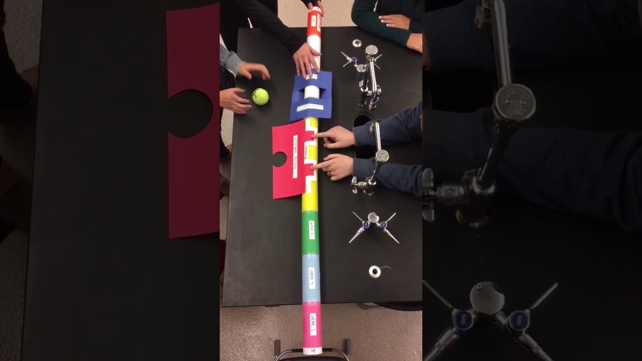 Figure 1: Working Model Setup, Scientific Diagram & Project Prototype for Lac Operon Repressor Lactose Induction Gate Model