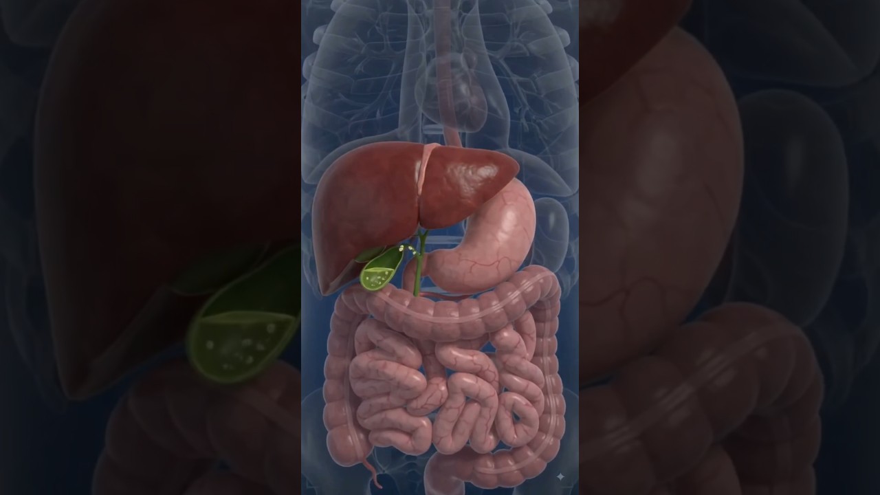 Figure 1: Working Model Setup, Scientific Diagram & Project Prototype for Liver Gall Bladder Bile Fat Emulsification Tank Model