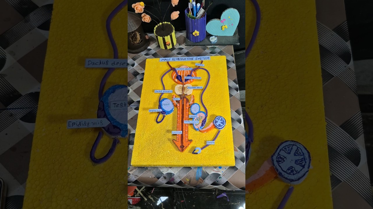 Figure 2: Working Model Setup, Scientific Diagram & Project Prototype for Male Reproductive System Working Model