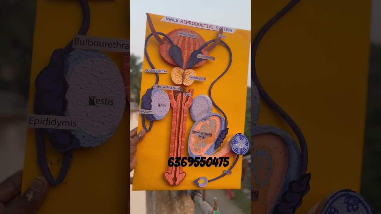 Figure 3: Working Model Setup, Scientific Diagram & Project Prototype for Male Reproductive System Working Model