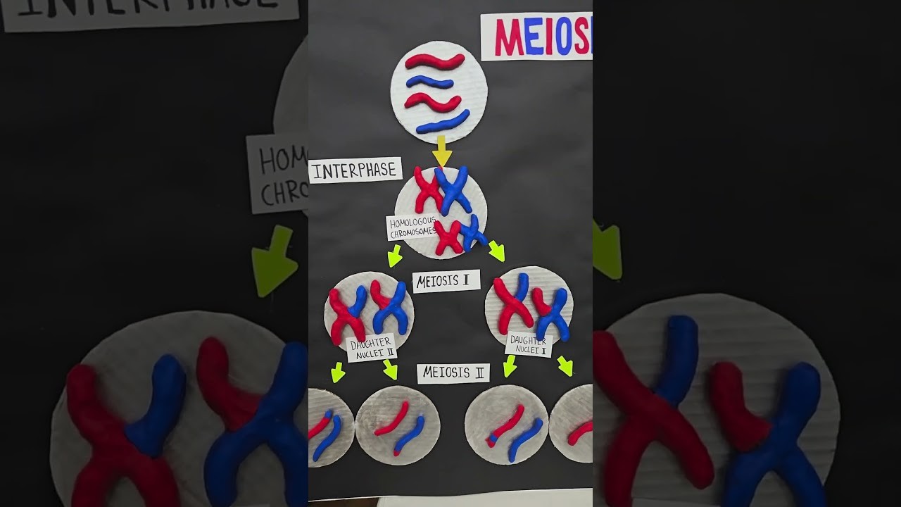 Figure 3: Working Model Setup, Scientific Diagram & Project Prototype for Meiotic Reduction Division Gametogenesis Magnetic Board