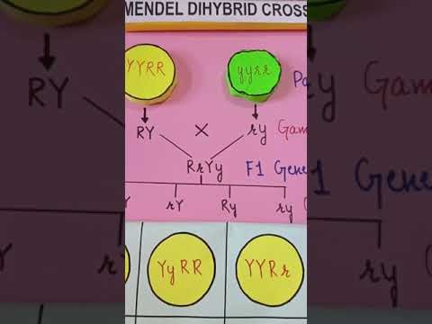 Figure 1: Working Model Setup, Scientific Diagram & Project Prototype for Mendelian Dihybrid Cross Working Board With LED