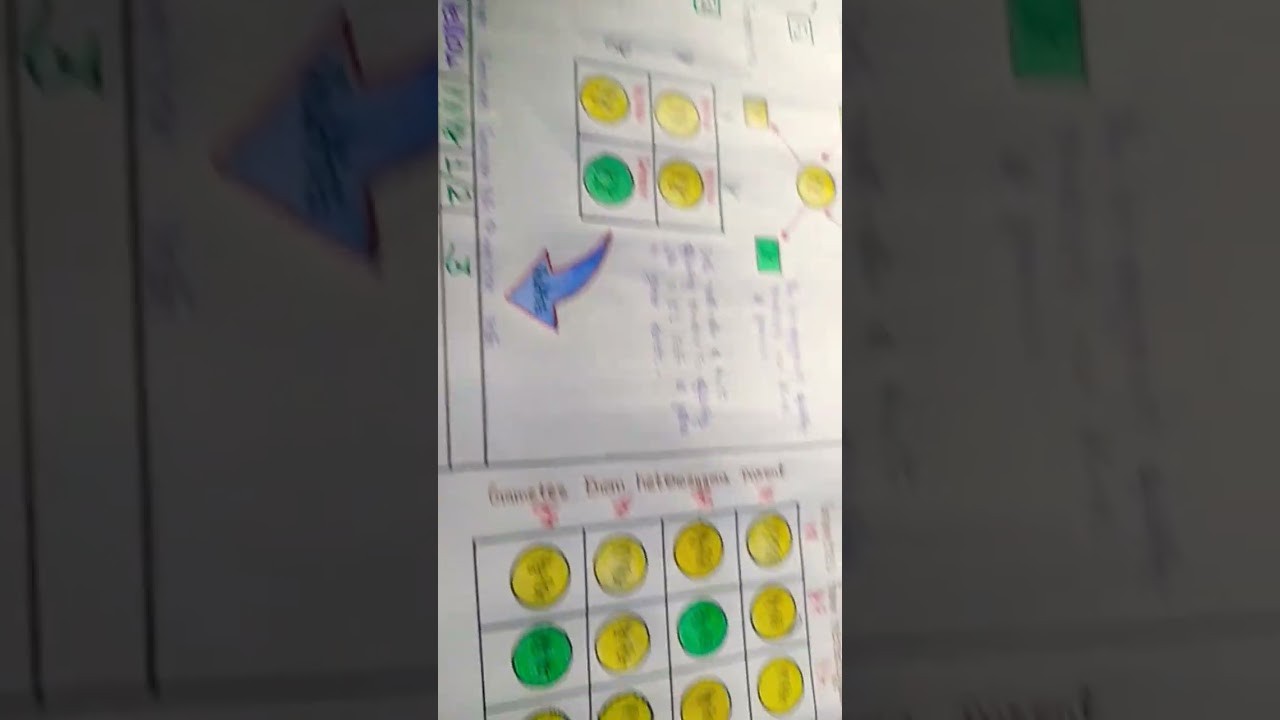 Figure 2: Working Model Setup, Scientific Diagram & Project Prototype for Mendelian Dihybrid Cross Working Board With LED