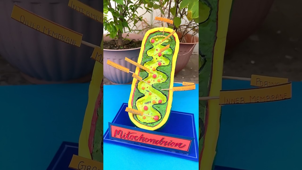Figure 4: Working Model Setup, Scientific Diagram & Project Prototype for Mitochondria Cristae Electron Transport Chain Model