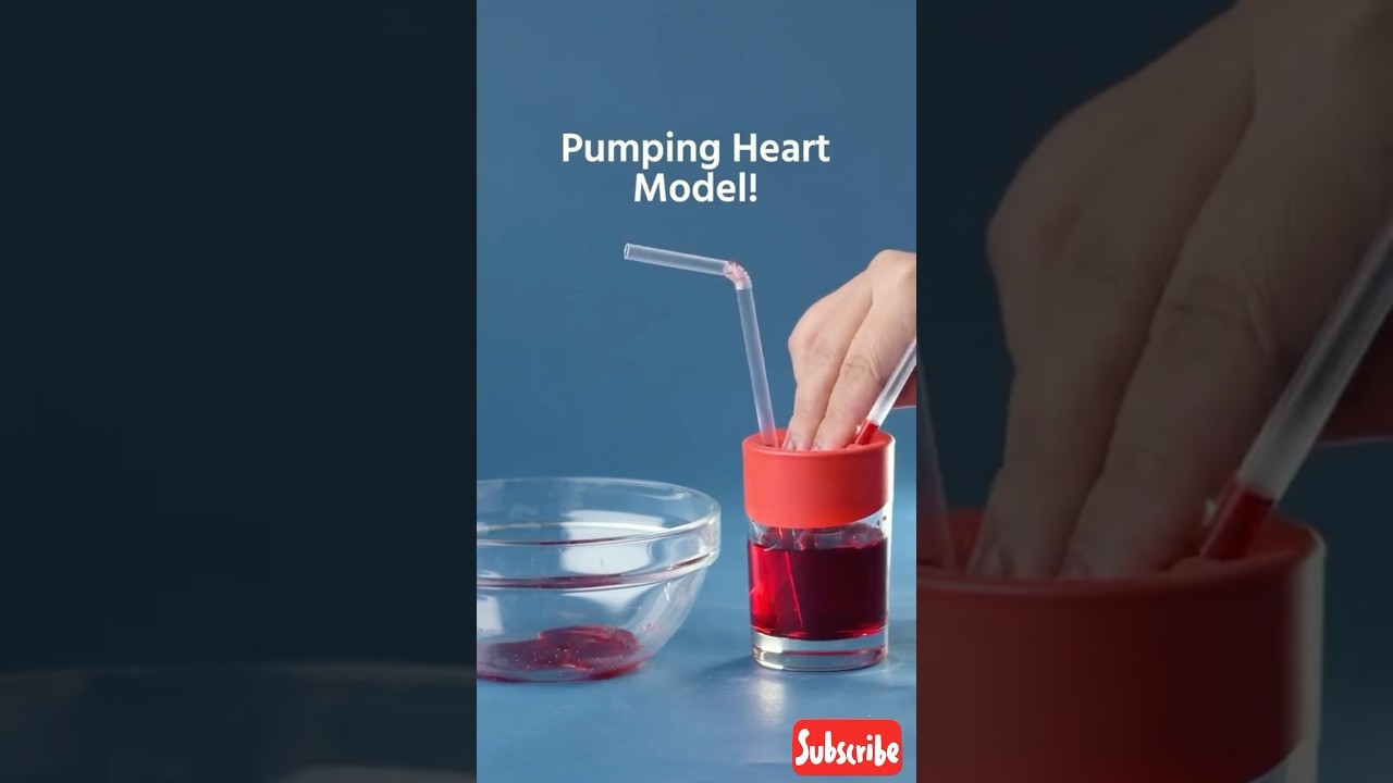 Figure 3: Working Model Setup, Scientific Diagram & Project Prototype for Model Four Chambered Heart Synchronized Dual Bulb Pump
