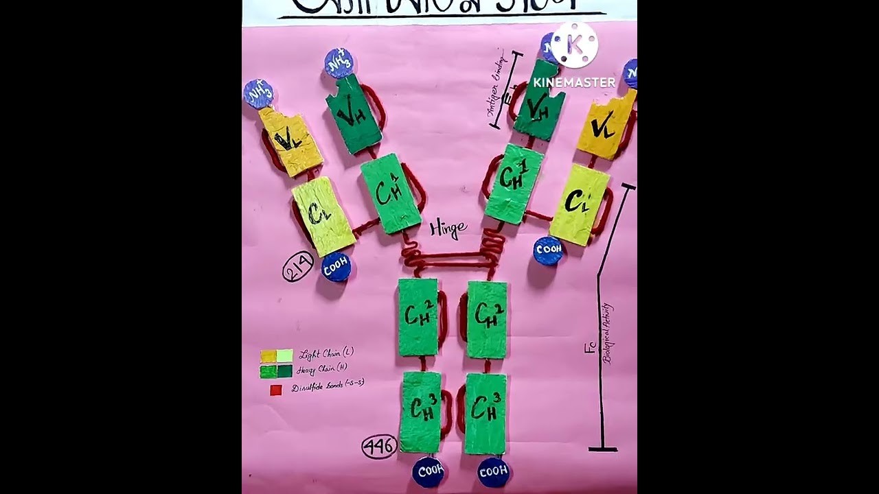 Figure 1: Working Model Setup, Scientific Diagram & Project Prototype for Monoclonal Antibodies Production Working Model