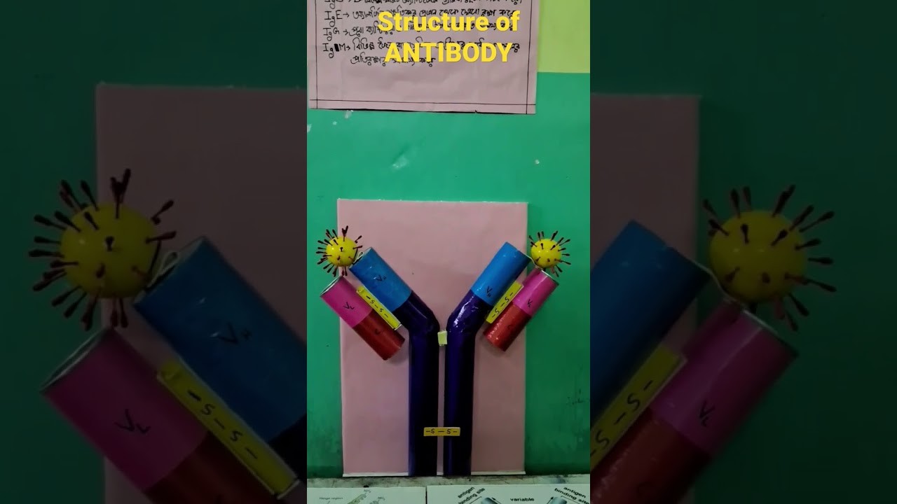 Figure 4: Working Model Setup, Scientific Diagram & Project Prototype for Monoclonal Antibodies Production Working Model