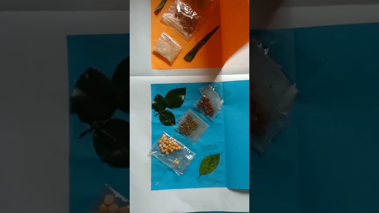 Figure 2: Working Model Setup, Scientific Diagram & Project Prototype for Monocot Vs Dicot Seed Germination Hypogeal Epigeal Model