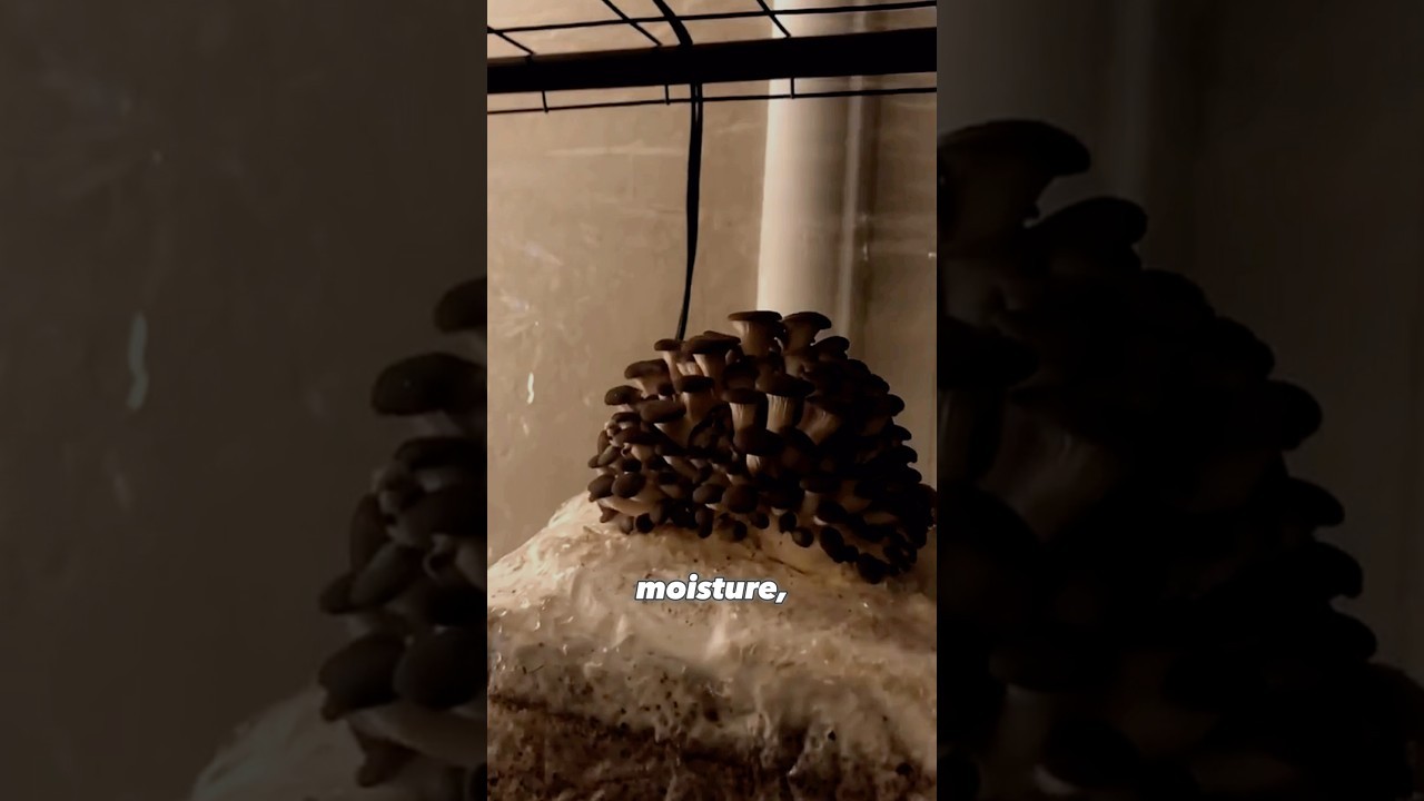 Figure 4: Working Model Setup, Scientific Diagram & Project Prototype for Mushroom Fruiting Bag Hanging Rack Humidified Chamber