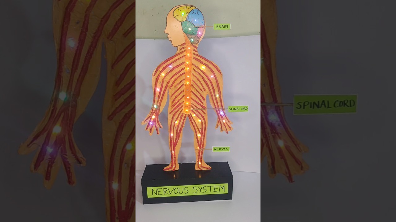 Figure 1: Working Model Setup, Scientific Diagram & Project Prototype for Nervous System Working Model With Leds