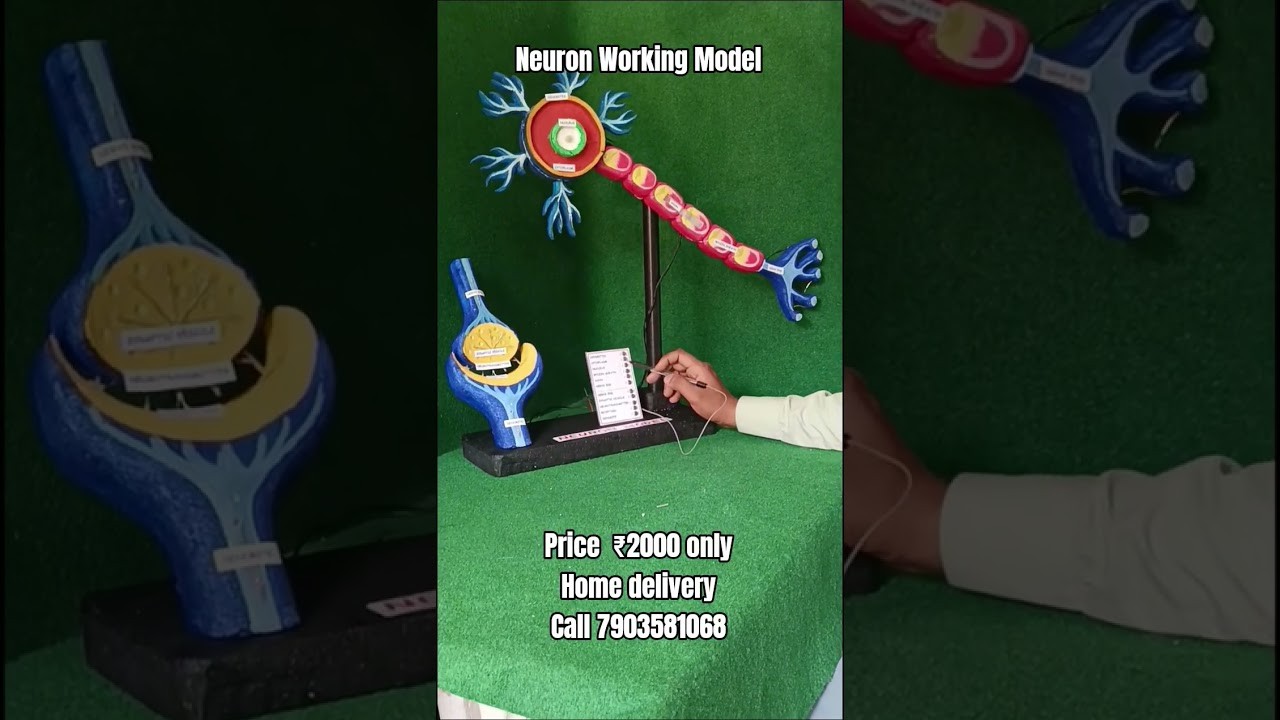 Figure 1: Working Model Setup, Scientific Diagram & Project Prototype for Neuron Axon Action Potential Domino Cascade Model