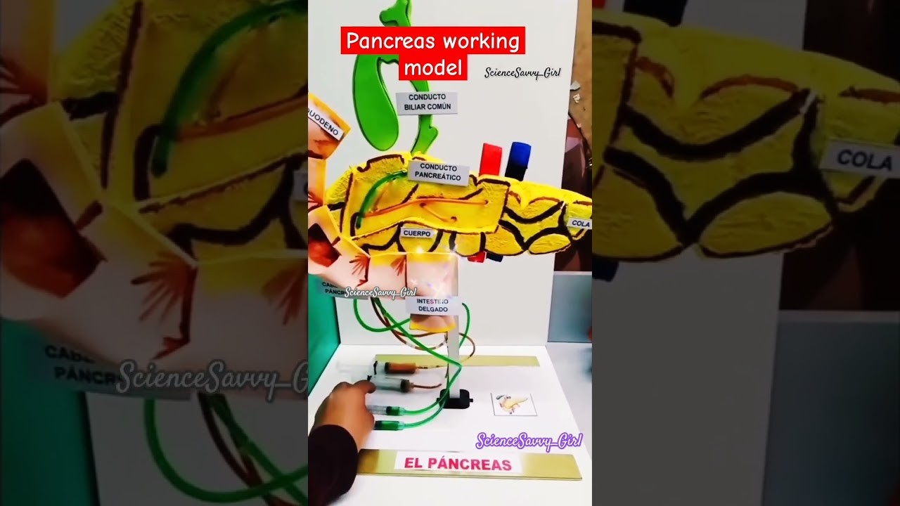 Figure 1: Working Model Setup, Scientific Diagram & Project Prototype for Pancreas Insulin Glucagon Blood Sugar Regulator Model