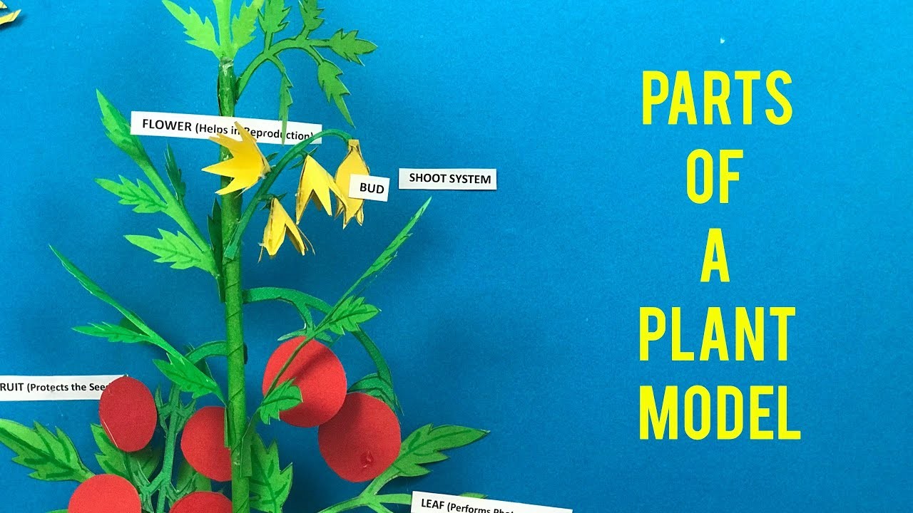 Figure 1: Working Model Setup, Scientific Diagram & Project Prototype for Parts Of Plant Working Model