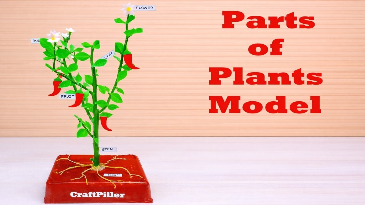 Figure 4: Working Model Setup, Scientific Diagram & Project Prototype for Parts Of Plant Working Model