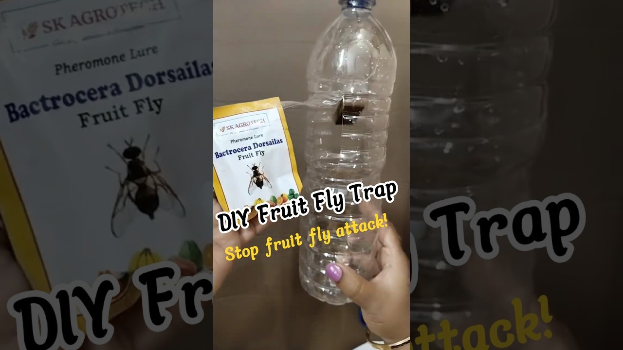 Figure 2: Working Model Setup, Scientific Diagram & Project Prototype for Pheromone Lure Trap Fruit Fly Containment Bottle Model