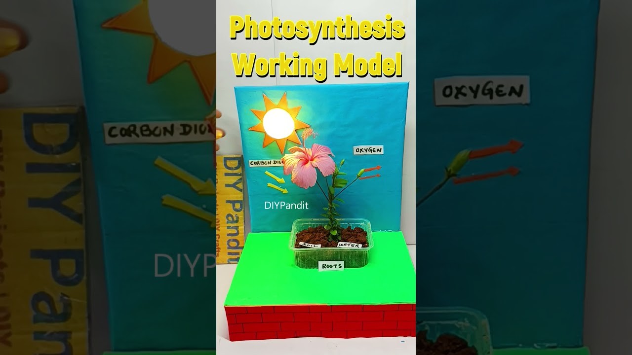 Figure 4: Working Model Setup, Scientific Diagram & Project Prototype for Photosynthesis Working Model