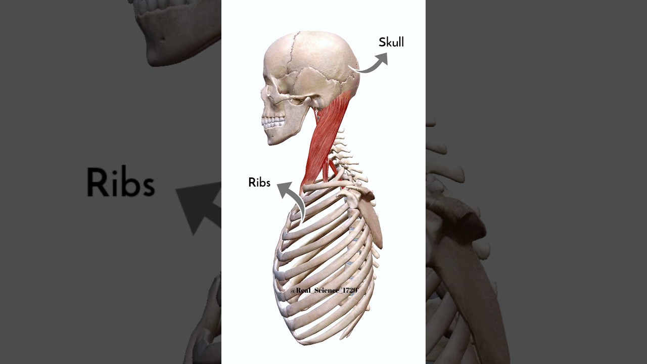 Figure 2: Working Model Setup, Scientific Diagram & Project Prototype for Pivot Joint Atlas And Axis Head Rotation Model