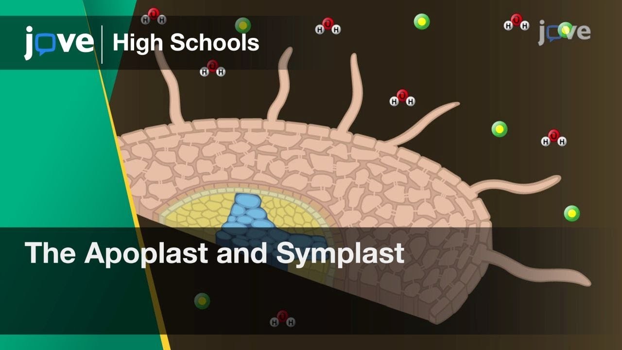 Figure 3: Working Model Setup, Scientific Diagram & Project Prototype for Plant Root Water Apoplast Vs Symplast Casparian Strip