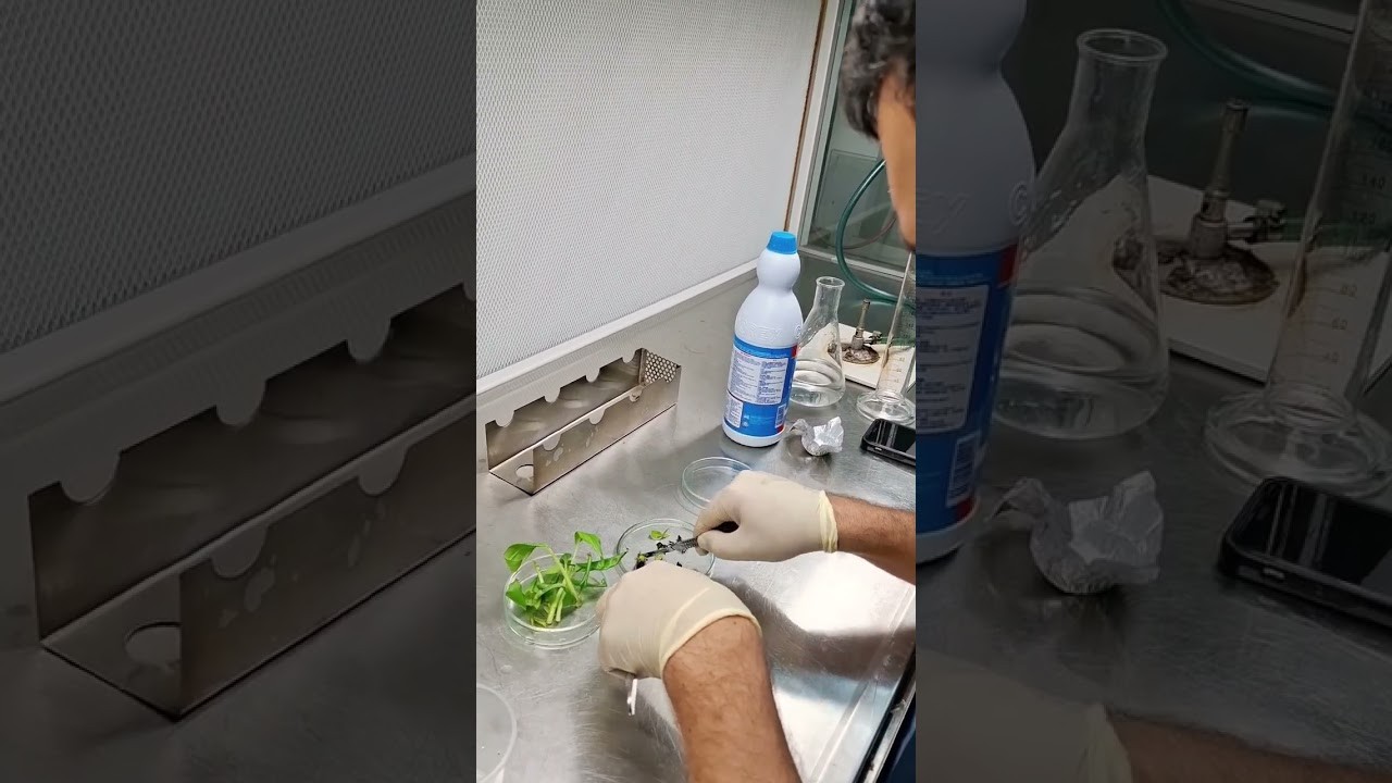 Figure 1: Working Model Setup, Scientific Diagram & Project Prototype for Plant Tissue Culture Sterile Laminar Hood Explants Model