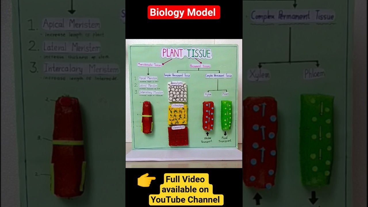 Figure 3: Working Model Setup, Scientific Diagram & Project Prototype for Plant Tissue Culture Sterile Laminar Hood Explants Model