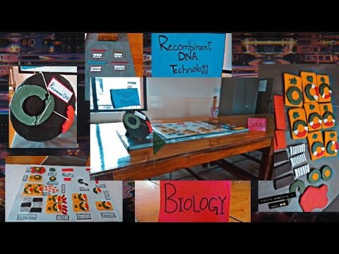 Figure 2: Working Model Setup, Scientific Diagram & Project Prototype for Recombinant DNA Technology Working Model
